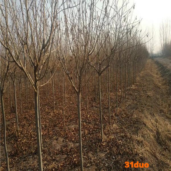 吉野樱 染井吉野樱 日本晚樱 日本早樱 吉野樱树小苗