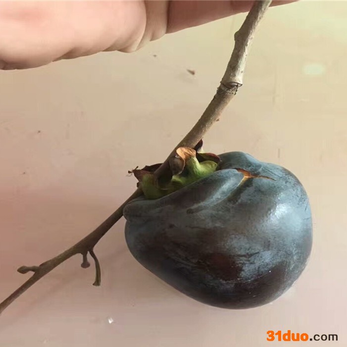 日本甜柿子嫁接正宗日本甜柿子山东种植基地