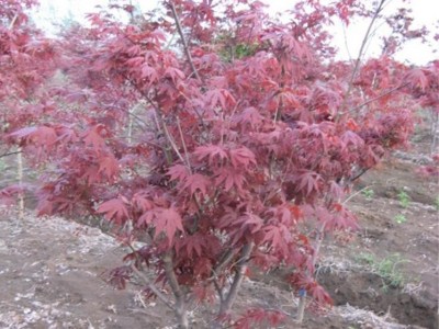 日本红枫，别称日本红丝带，沭阳富春园林是日本红枫树苗**供应商，苗圃基地大量现货出售，价格低品种优规格全，欢迎采购批发