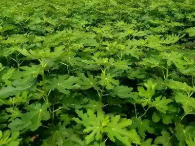 苗圃货源好        日本紫果品种纯正      诚信经营