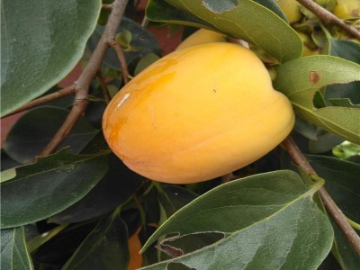 日本甜柿苗种植必看 两公分嫁接**柿子苗 日本甜柿苗保湿邮寄