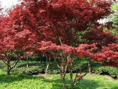 日本红枫价格_日本红枫报价-日本红枫价格行情