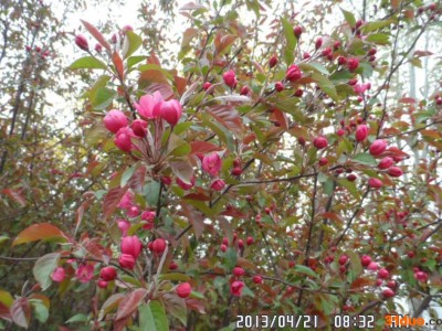 河北出售日本樱花**日本樱花工程苗 绿化苗木价格