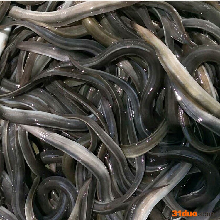 日本鳗鱼苗 鳗鱼苗养殖 日本鳗鱼苗批发 广州华广水产 大量批发