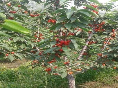 日本晚樱上海樱花苗自花不结实