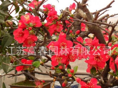 花木-日本海棠小苗/工程苗 日本海棠盆景，苗圃长期大量供应出售，价格低 规格全 观赏效果佳，江苏富春园林欢迎采购批发