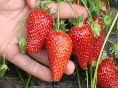 新品种日本淡雪草莓苗 脱毒**草莓苗价格优惠 日本淡雪草莓苗果个大口感甜