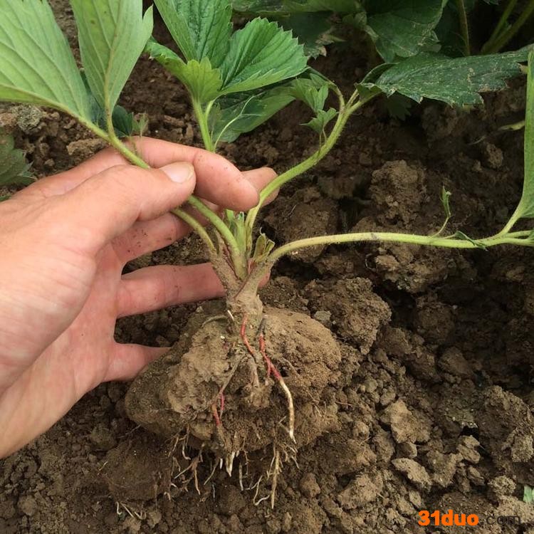 高产日本淡雪草莓苗 脱毒**草莓苗品种齐全 日本淡雪草莓苗无病虫害