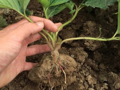 高产日本淡雪草莓苗 脱毒**草莓苗品种齐全 日本淡雪草莓苗无病虫害