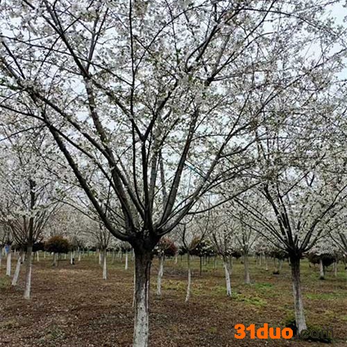 樱花树 日本樱花 日本早樱 日本晚樱 樱花树价格 10/12/15/18/20/25公分樱花树 现货供应