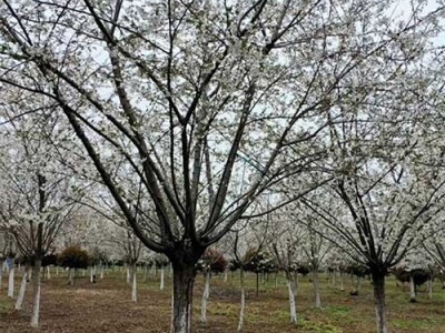 樱花树 日本樱花 日本早樱 日本晚樱 樱花树价格 10/12/15/18/20/25公分樱花树 现货供应