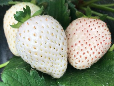日本淡雪草莓苗 脱毒**草莓苗根系发达 日本淡雪草莓苗现货直销 推荐大棚种植
