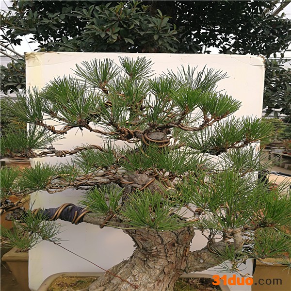 广汉园林大型 日本黑松盆景 桩景 老桩 黑松盆景价格 批发