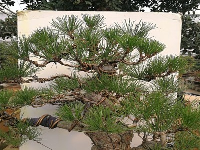 广汉园林大型 日本黑松盆景 桩景 老桩 黑松盆景价格 批发