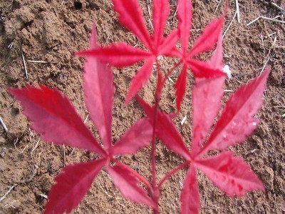 日本红枫树种植基地 秋火焰红枫小苗 城市道路绿化 3 4 5公分日本红枫树苗