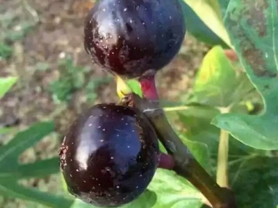 日本紫果品种纯正     诚信经营    树苗成活率高