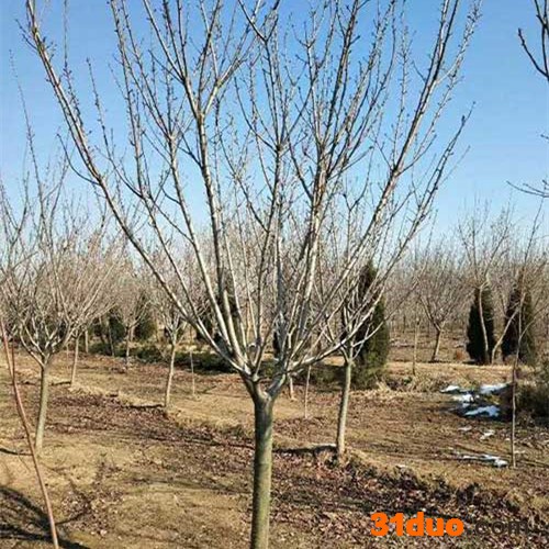 樱花树 樱花树苗 日本樱花 日本早樱 樱花树批发 15公分樱花树 15公分日本早樱 樱花树价格