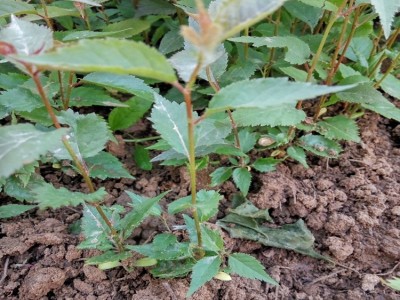 日本早樱普洱市樱花苗浇水充足