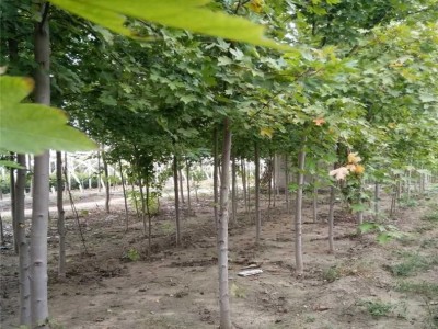 正宗日本红枫 美国红枫 四季红红枫 红枫规格齐全价格优惠量大。