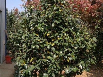 耐冬 山茶花 日本椿花 曼陀罗树 耐冬小苗