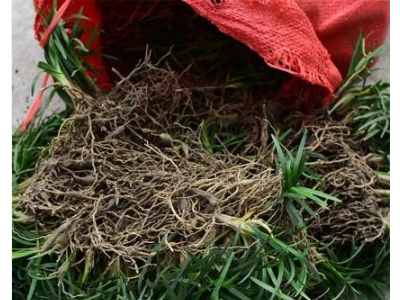 玉龙草 矮麦冬草 正宗日本矮麦冬草金边麦冬