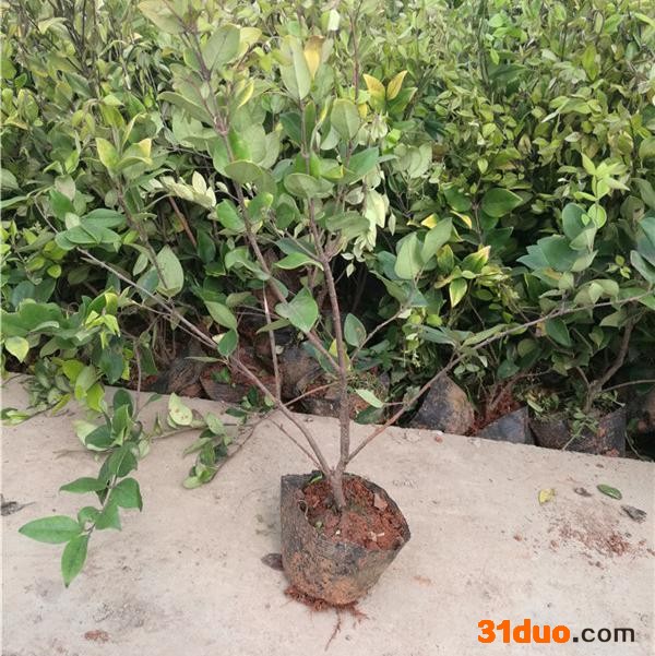 金森女贞 日本女贞 金森女贞球 金森女贞小苗