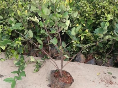 金森女贞 日本女贞 金森女贞球 金森女贞小苗