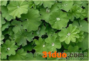 生物化工-供应美国进口Active 羽衣草提取物 羽衣草护肤功效 广州羽衣草收敛毛孔价格