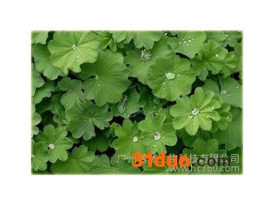 生物化工-供应美国进口Active 羽衣草提取物 羽衣草护肤功效 广州羽衣草收敛毛孔价格