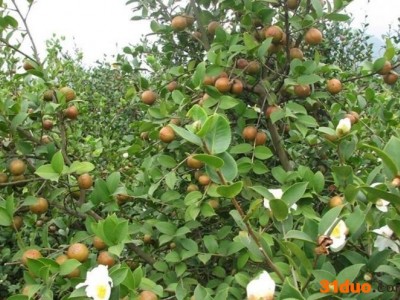 正宗赣南**山茶油农家自榨茶籽油又叫木子油孕妇婴儿护肤月子食用油