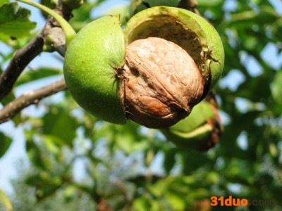 供应 **供应商 核桃苗 价格电议