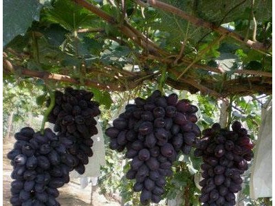 供应 **供货商  嫁接无核黑美人葡萄苗 价格电议