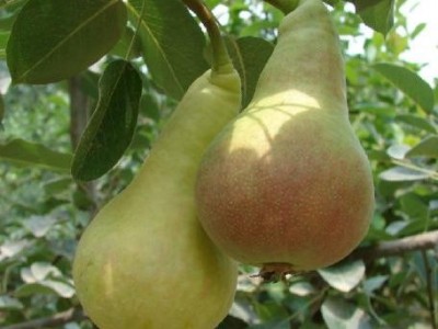 供应 **供应商 梨树苗 价格电议