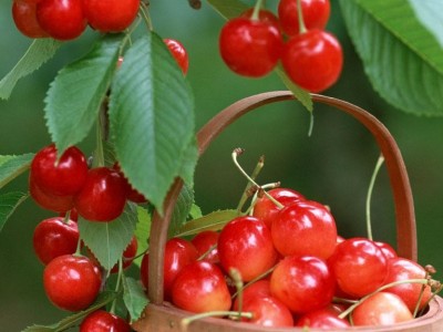 供应 **供货商  樱桃苗批发 多种品种  价格电议