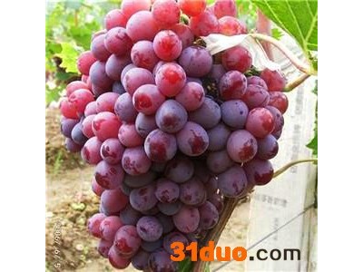 供应 **供应商 葡萄苗 价格电议