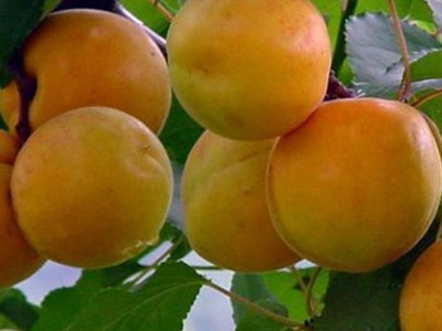 【星光苗木】**供应商 杏树苗 价格电议