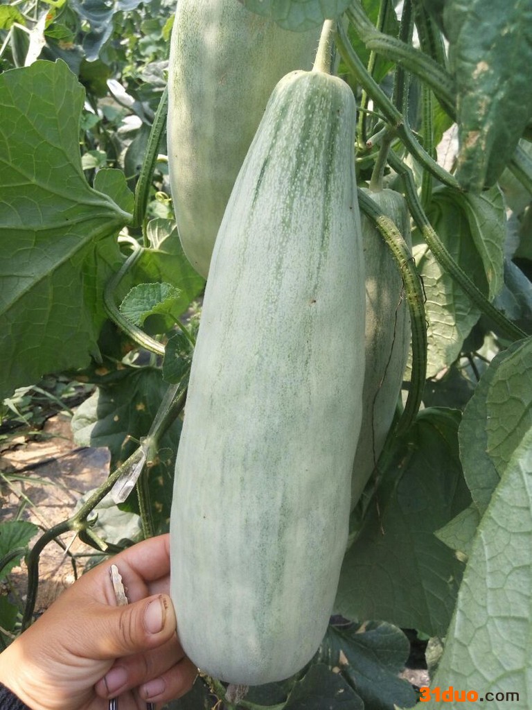 羊角蜜甜瓜甜瓜产地直供 电商 超市 水果客商