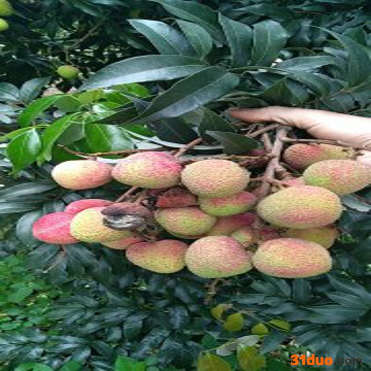 广西三月红荔枝，妃子笑，白糖罂，香荔·桂味·无核荔枝等欢迎电商，批发商订购