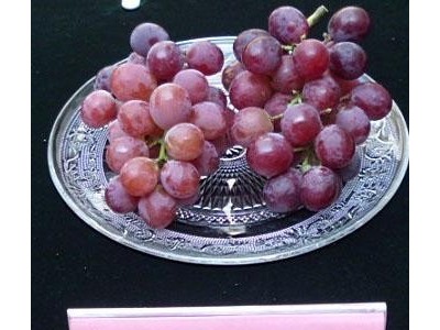 供应 **供货商  葡萄苗 巨玫瑰葡萄嫁接苗   葡萄苗木价格电议