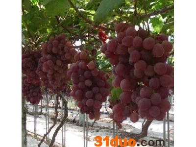 供应 **供货商 红提葡萄苗 果粒大 硬肉 耐运输 耐储存 价格电议