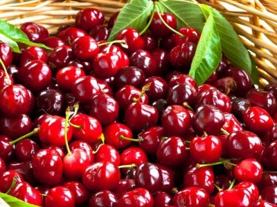 供应 **供货商  樱桃苗 二年生樱桃树  绿化苗木  红灯  价格电议