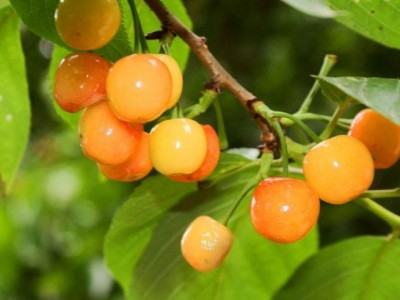 供应 **供货商  樱桃苗 二年生樱桃树 绿化苗木  黄蜜樱桃苗  价格电议