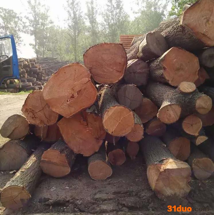 瀚林木业 苦楝木原木 收购长期加工苦楝木烘干板材热压苦楝木定制苦楝木家具配件拼板沙发苦楝木