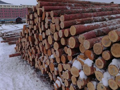 久盛建材  济南落叶松  供应 落叶松小杆   **  欢迎咨询订购