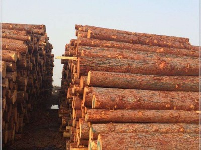 打桩木 建筑打桩木 桥梁打桩木 牧叶建材成都重庆厂家直营
