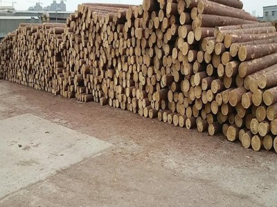 久盛建材  山东小径落叶松批 河道护堤木桩
