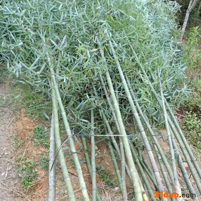 安吉竹木竹建竹子 竹家具 供应刚竹 箭竹 水竹