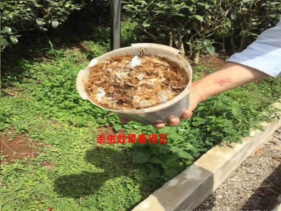 农业诱虫灯 太阳能杀虫灯 菜地大棚农场农用太阳能杀虫灯