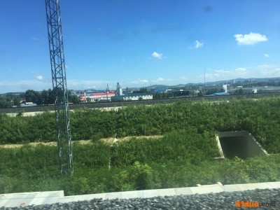 紫穗槐苗-服饰紫穗槐A 紫穗槐