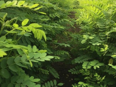 棉槐紫穗槐苗-服饰紫穗槐 紫穗槐